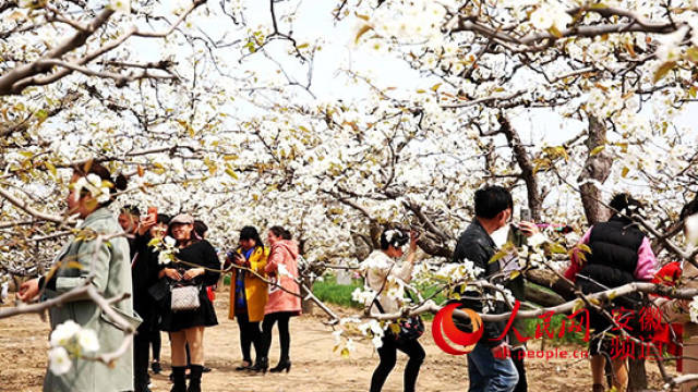 泗县第二届乡村文化旅游节暨大庄小宋梨花盛大开幕