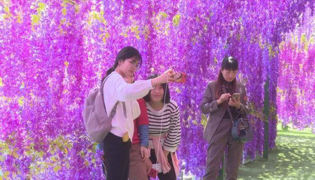 花海,仙女,凤凰,紫藤花,洛阳栾川仙山花海节惊艳游客