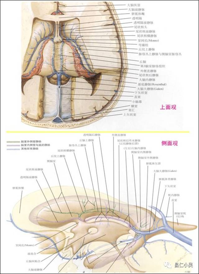 解剖學習筆記 | 腦靜脈