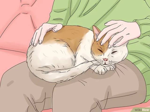 撸猫,要注意这四个动作,可能会惹恼主子哦