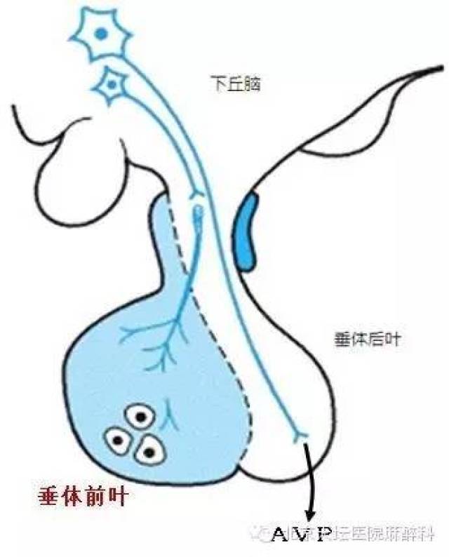 抗利尿激素异常分泌综合征(siadh)