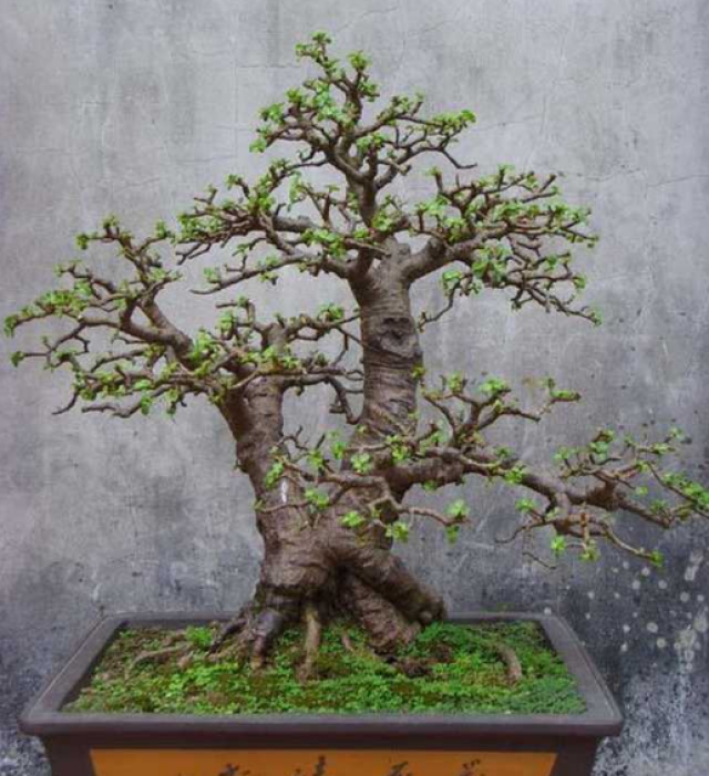 岳父家10年的老玉树,趁着"清明"期间换盆,记录一下换盆过程