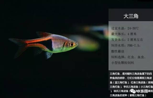 迷你灯鱼技巧_霓虹燕子热带鱼饲养_灯鱼解剖图