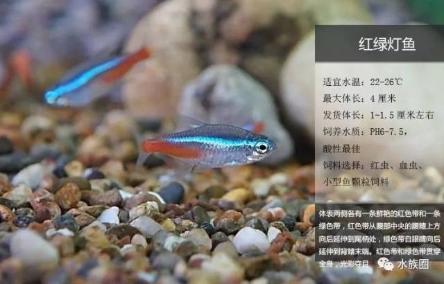 霓虹燕子热带鱼饲养_迷你灯鱼技巧_灯鱼解剖图
