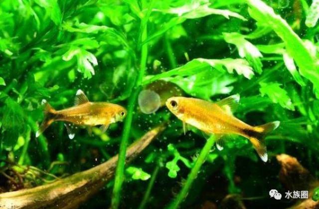 霓虹燕子热带鱼饲养_灯鱼解剖图_迷你灯鱼技巧