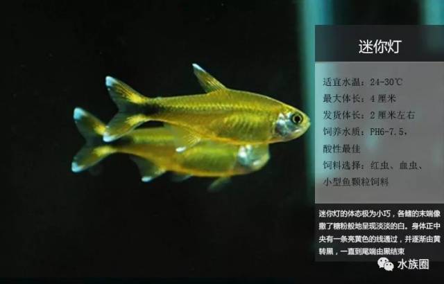 灯鱼解剖图_霓虹燕子热带鱼饲养_迷你灯鱼技巧
