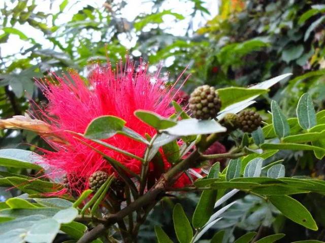 中国　剔紅　堆朱　内七宝　花文　香合　2点まとめて　D　R8207 中国 剔紅 堆朱 内七宝 花文 香合 C 7067