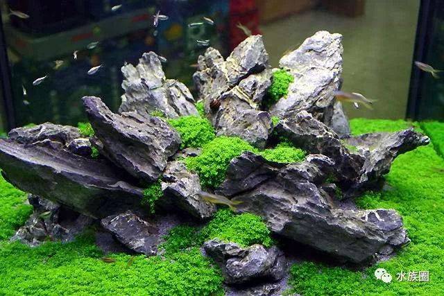 灯鱼解剖图_迷你灯鱼技巧_霓虹燕子热带鱼饲养