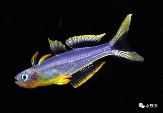 霓虹燕子热带鱼饲养_迷你灯鱼技巧_灯鱼解剖图