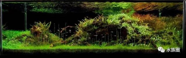 霓虹燕子热带鱼饲养_迷你灯鱼技巧_灯鱼解剖图