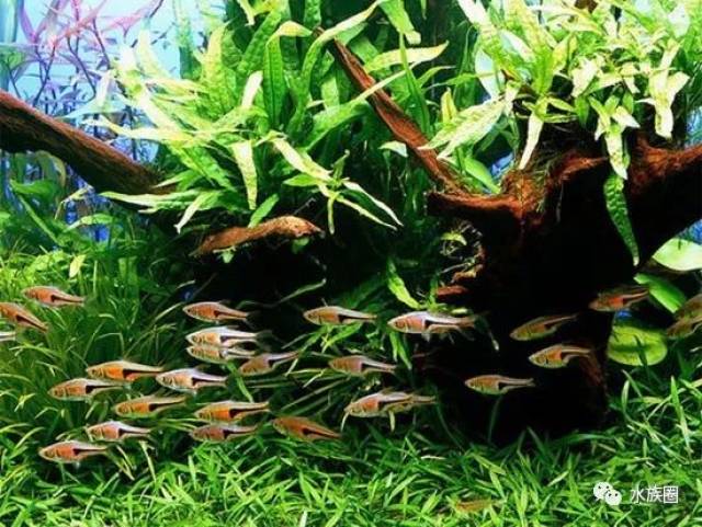 灯鱼解剖图_霓虹燕子热带鱼饲养_迷你灯鱼技巧
