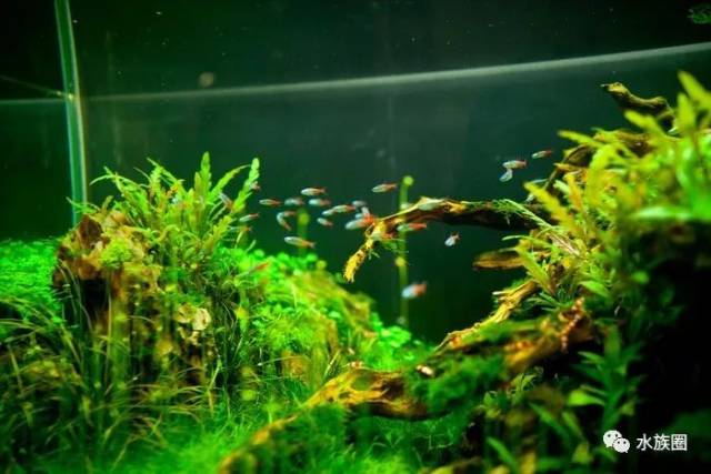 灯鱼解剖图_霓虹燕子热带鱼饲养_迷你灯鱼技巧
