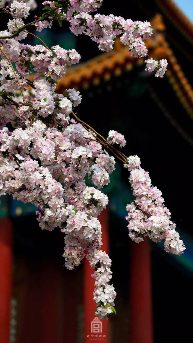 故宫花满城,赠君一枝春