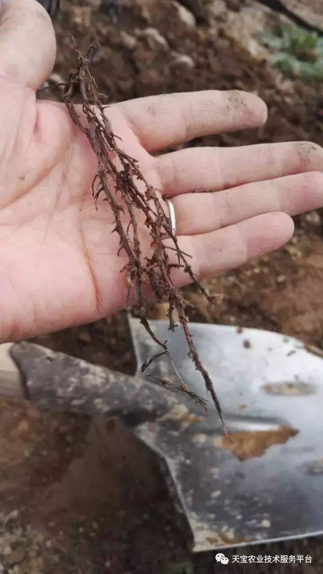 果树根部治不好了?