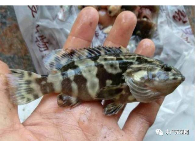 珍珠斑能食用能观赏,市场前景很好,但病害逐年上升是难题!