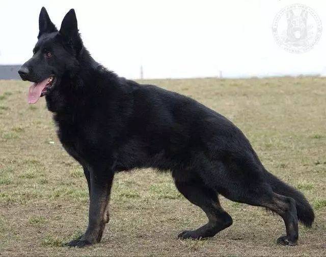 西德犬图片 黑色图片