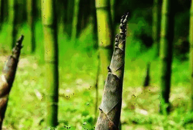 475_320gif 动态图 动图