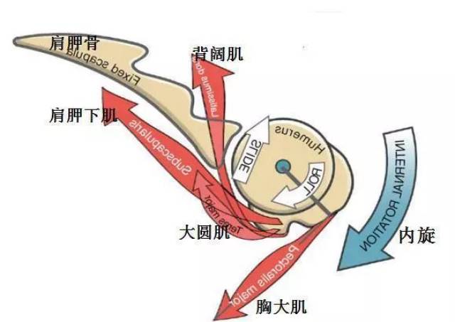 其次是外旋肌肌力下降,松弛无力.涉及到三角肌后束,冈下肌,小圆肌.