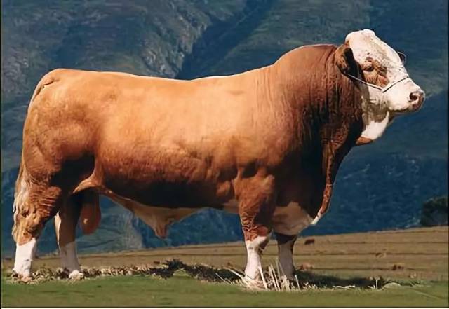 肉牛头条西门塔尔牛和夏洛莱牛都是好牛但怎样杂交最好