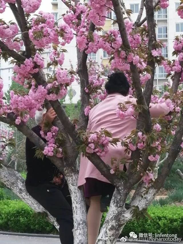 临汾涝洰河公园,樱花树上结满了大妈