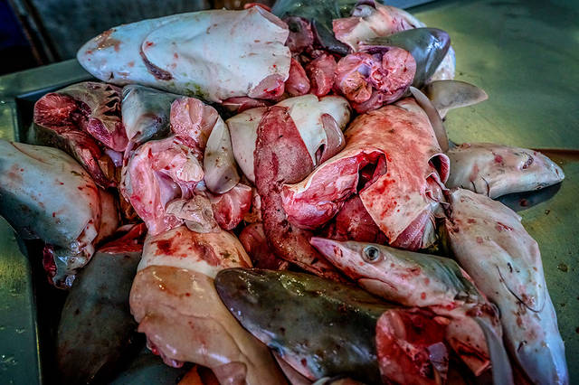 血腥的苏禄海鲨鱼市场,当下依然的肮脏鱼翅交易