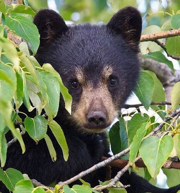 把黑熊当狗子养了两年狗熊狗熊老外傻傻分不清楚