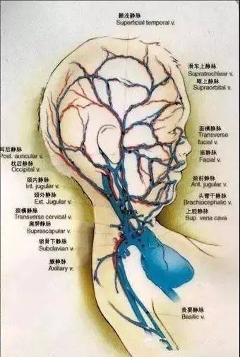 (三)上肢的主要的浅静脉有头静脉,贵要静脉,肘正中静脉