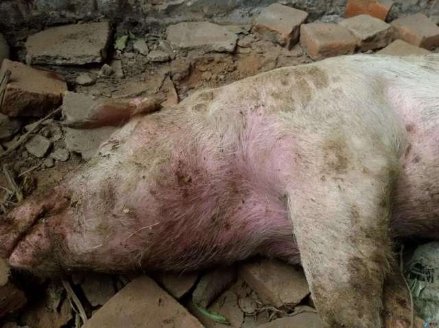 急性型;病猪精神差,体温升高在40—42℃之间,呈现稽留热,怕冷,聚堆,弓