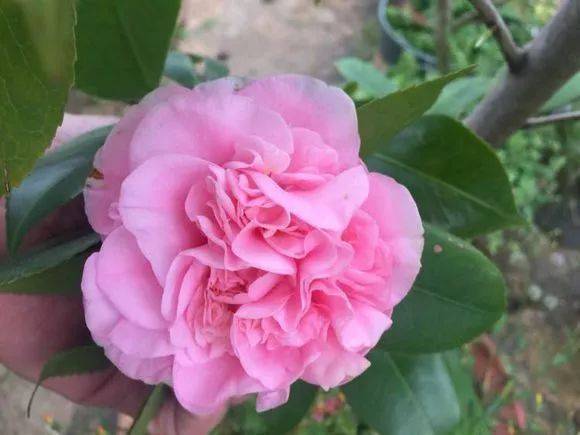 每日一花 | "牧童之神"茶花,开花为淡粉红色