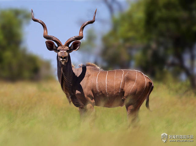 南非6个品种"旋角"羚狩猎成就计划