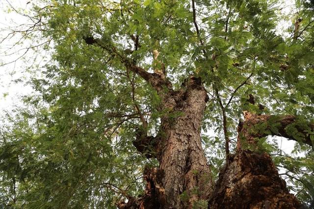 元江甜角,你吃过吗?