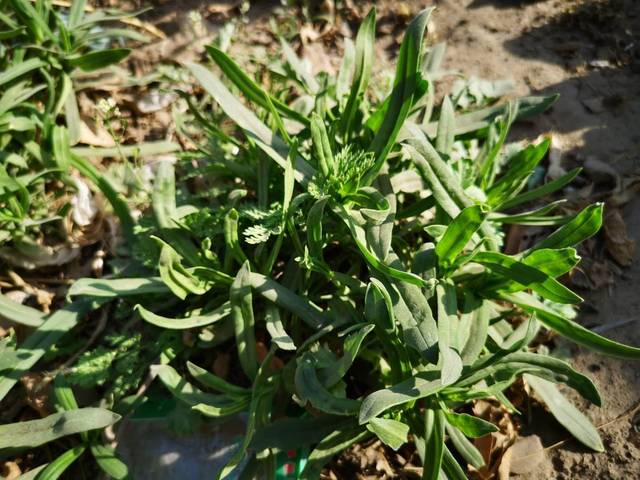 在麥田當雜草鋤掉,挖上點可以做成一道美味野菜,種子還可以做成飼料