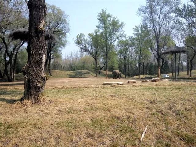 走進動物園,親近大自然 ——記大興野生動物園社會實踐活動