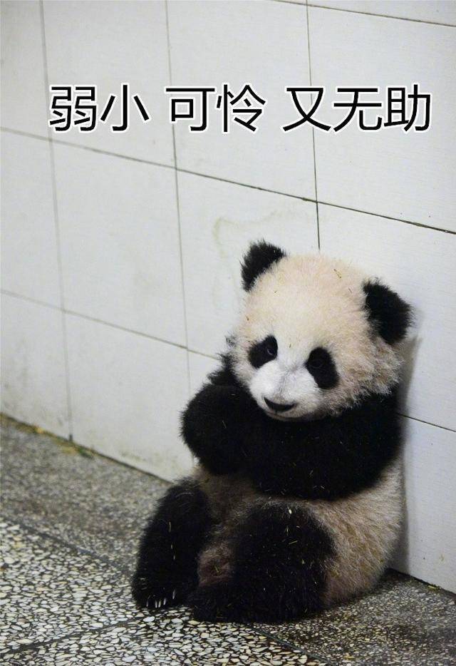 熊猫头揣手表情包图片