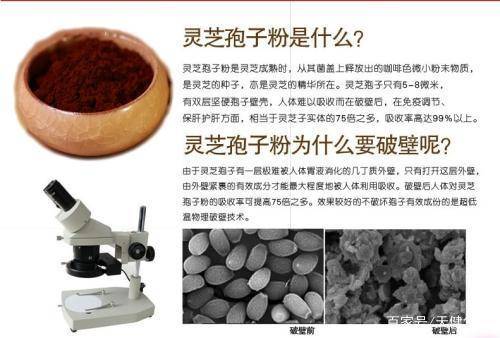 灵芝孢子粉破壁率
