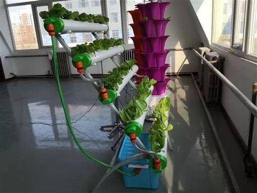 别急,阳台种菜"神器"正在研究中,轻松种菜不再是梦想