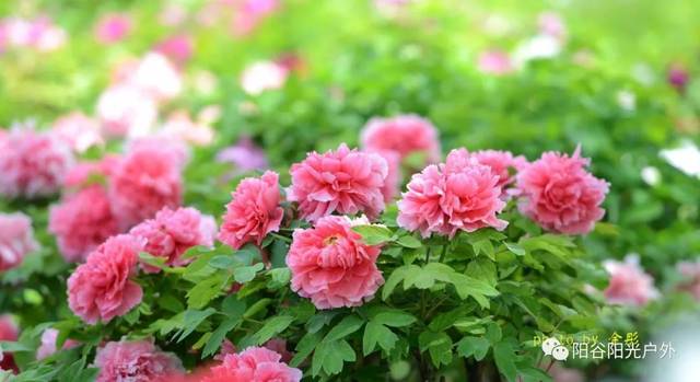 菏泽牡丹花会2022开幕时间