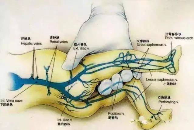 学习 超全的小儿静脉穿刺技巧