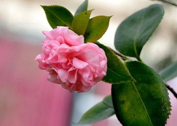 每日一花 | "牧童之神"茶花,开花为淡粉红色