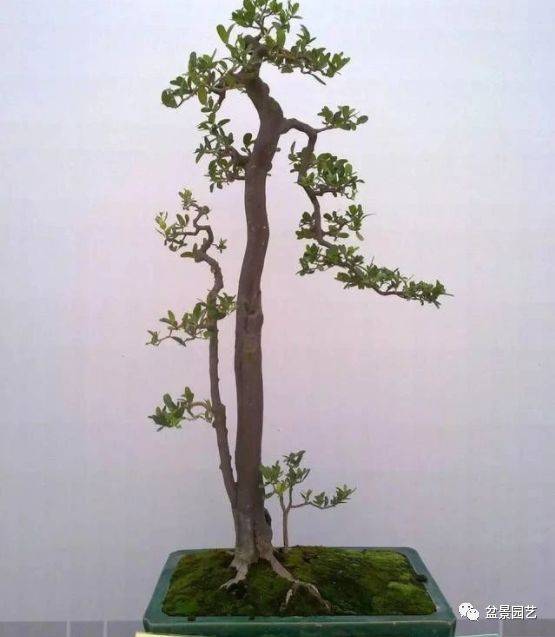 山桔盆景,其实没那么难养