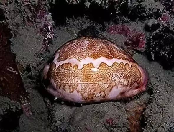 爱潜大百科—地图宝螺