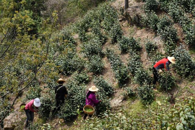 镇安县茶叶远近闻名,值得一提的是,象园茶就是以种植地象园村命名的