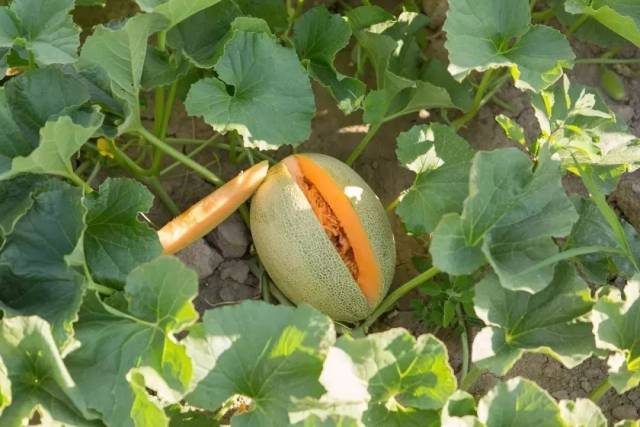 【喜闻乐见】闫小兵:回乡创业 找回儿时哈密瓜的味道