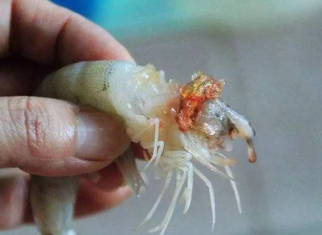 又是一年虾季,虾头到底是"屎"还是"黄"?