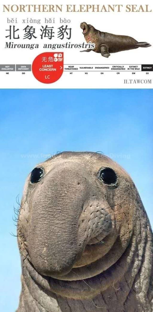 比人还大的北象海豹，竟然这么萌！_搜狐网, image size:640x1308