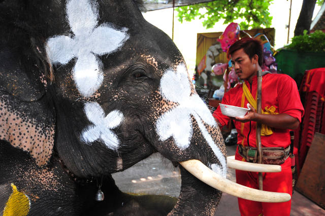 4月11日,在泰国大城府举行的庆祝活动上,一名象夫为大象进行彩绘