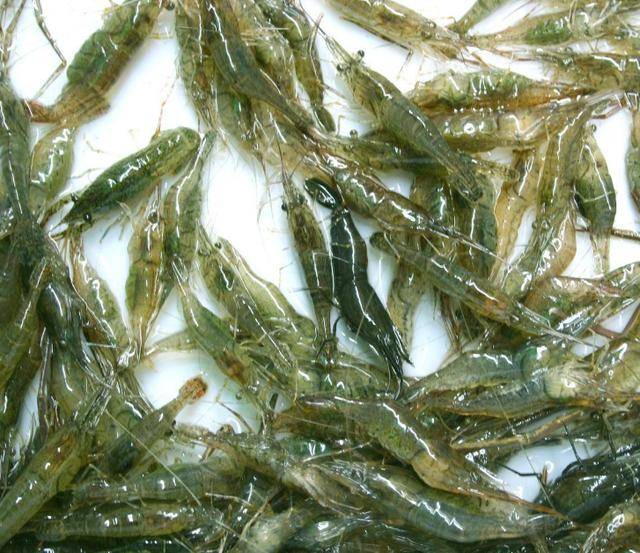 农村人经常吃的3种野虾第1种只有小指头长第3种是害虫