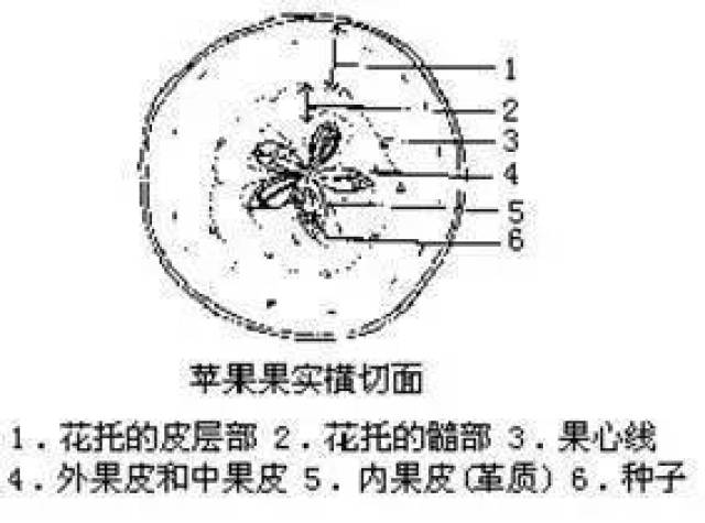 了解果树生理