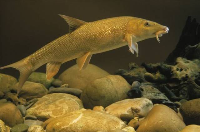 與恐龍是一個時代的淡水魚,重達1000斤,生活在我國黑龍江