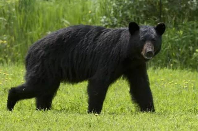 国家二级保护动物——黑熊